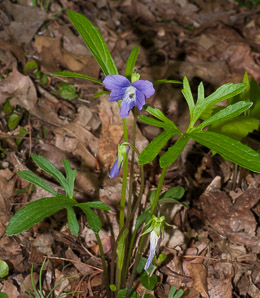 Viola pedata (birdfoot violet)