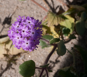 Abronia villosa (desert sand verbena)