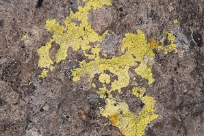 Acarospora socialis (bright cobblestone lichen)