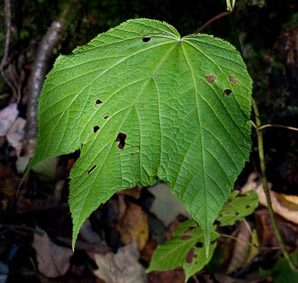 Acer spicatum (mountain maple)