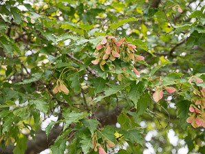 Acer tataricum (Amur maple, Tatarian maple)