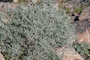 Ambrosia dumosa (burro bush, burro-weed, white bursage)
