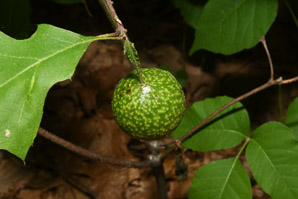 Amphibolips confluenta (spongy oak apple gall wasp, spongy oak apple gall)