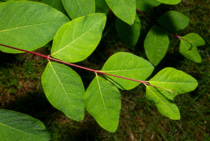 Apocynum androsaemifolium (spreading dogbane)