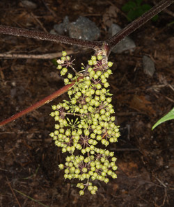 Aralia racemosa (American spikenard, small spikenard, Indian root, spice berry, spignet, life-of-man, petty morel)