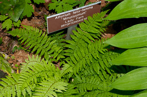 Athyrium felix-femina (lady fern)