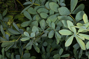 Baptisia australis (blue false indigo, false indigo, blue wild indigo)