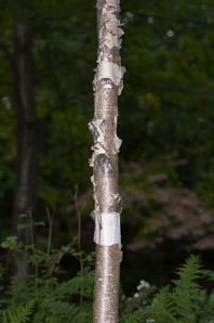 Betula papyrifera (paper birch)