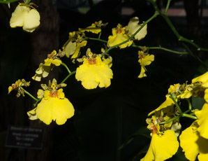 Brassidium Fly (orchid)
