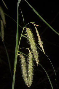 Carex gynandra (nodding sedge)