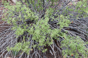 Chamaebatiaria millefolium (fernbush, desert sweet)