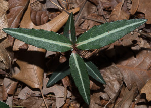 Chimaphila maculata (spotted wintergreen, striped wintergreen, spotted pipsissewa)