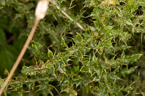 Cirsium arvense (Canada thistle)