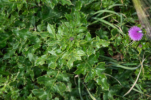 Cirsium arvense (Canada thistle, field thistle, lettuce from hell thistle, California thistle, corn thistle, cursed thistle, green thistle, hard thistle, perennial thistle, prickly thistle, setose thistle, small-flowered thistle, way thistle, stinger-needles)