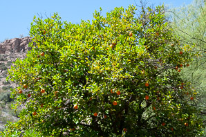 Citrus ×aurantium (ornamental bitter orange, sour orange)