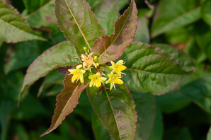 Diervilla lonicera (northern bush honeysuckle, low bush honeysuckle, dwarf bush honeysuckle, yellow-flowered upright honeysuckle)