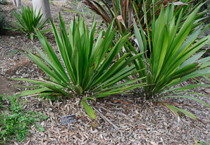 Doryanthes palmeri (spear lily)