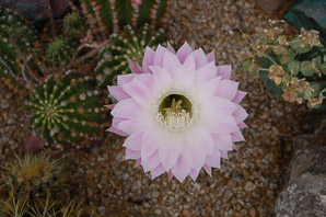 Echinopsis eyriesii (queen of the forest, ball flower, queen’s navel)