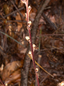 Epifagus virginiana (beech-drops)