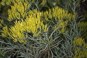Ericameria nauseosa (rubber rabbitbrush, common rabbitbrush)