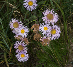 Erigeron speciosus (aspen fleabane, seaside daisy, showy daisy, showy fleabane)