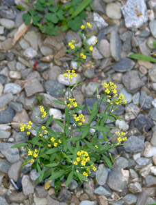 Erysimum cheiranthoides (wormseed wallflower)