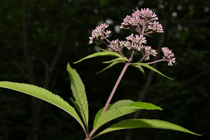 Eutrochium fistulosum (hollow Joe-Pye weed, trumpetweed, purple thoroughwort)