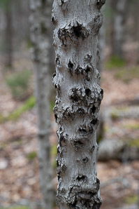 Fagus grandifolia (American beech)