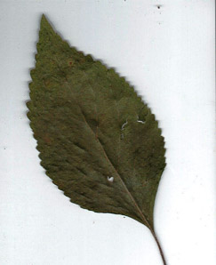 Fagus grandifolia (American beech)