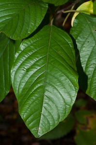 Frangula alnus (European buckthorn, alder buckthorn, glossy buckthorn)