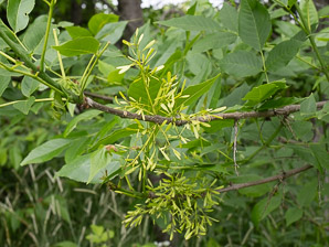 Fraxinus pennsylvanica (green ash, red ash, downy ash, swamp ash, water ash)