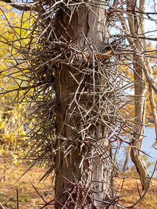 Gleditsia triacanthos (honey locust, thornless honey locust, honeylocust)