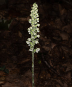 Goodyera pubescens (downy rattlesnake plantain, downy rattlesnake orchid)