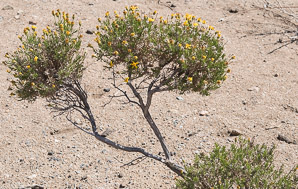 Gutierrezia sarothrae (snakeweed, broom snakeweed, broomweed, matchweed)