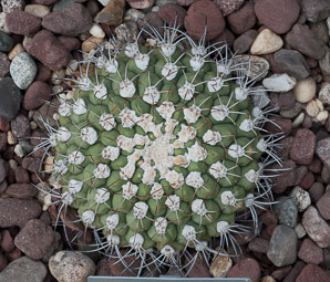Gymnocalycium saglionis (giant chin cactus)