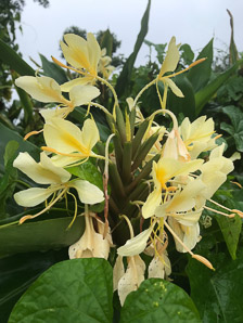 Hedychium flavescens (cream garland-lily, yellow ginger)