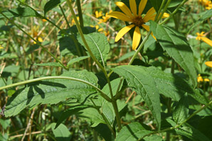 Heliopsis helianthoides (early sunflower, eastern ox-eye, heliopsis, false sunflower)