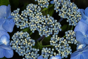 Hydrangea macrophylla (blue hydrangea, hydrangea, bigleaf hydrangea)