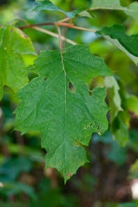 Hydrangea quercifolia (oak leaved hydrangea, oakleaf hydrangea)