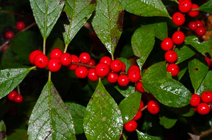 Ilex verticillata (winterberry ‘Red Sprite’, winterberry, American winterberry)