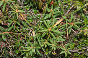 Ledum glandulosum (northern Labrador tea, Labrador tea)