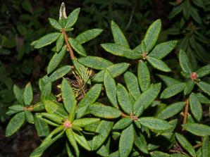 Ledum groenlandicum (bog Labrador tea)