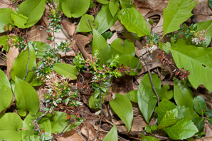 Leiophyllum buxifolium (sand-myrtle)