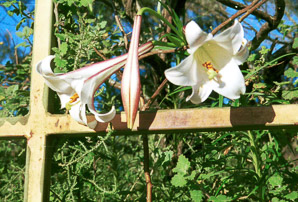 Lilium regale (regal lily)