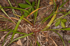 Luzula pallidula (pale European wood rush, Eurasian woodrush)