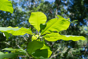 Magnolia tripetala (umbrella tree)