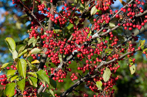 Malus hupehensis (Chinese crabapple, Hupeh crab, Chinese crab apple)