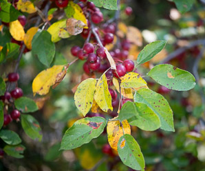 Malus hupehensis (Chinese crabapple, Hupeh crab, Chinese crab apple)