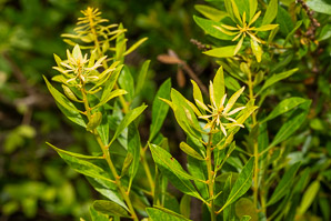 Morella cerifera (wax myrtle, southern bayberry, southern wax myrtle, candleberry, bayberry tree, tallow shrub, bayberry)