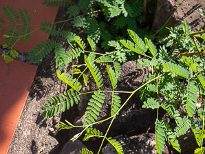 Neltuma juliflora